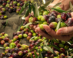 olives